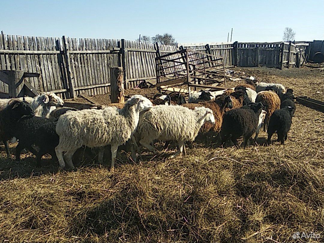 Овцы с ягненок купить на Зозу.ру - фотография № 3