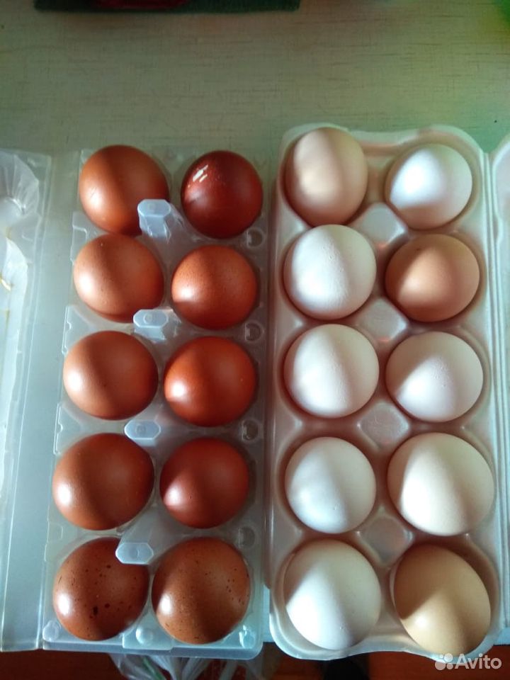 Яйца куриные, гусиные на еду/инкубацию купить на Зозу.ру - фотография № 4