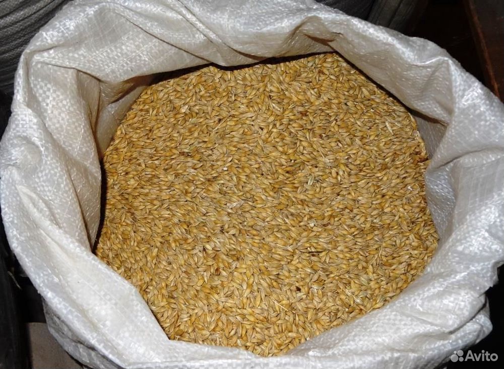 Пшеница, Ячмень, Кукуруза урожая19 года в мешках купить на Зозу.ру - фотография № 2