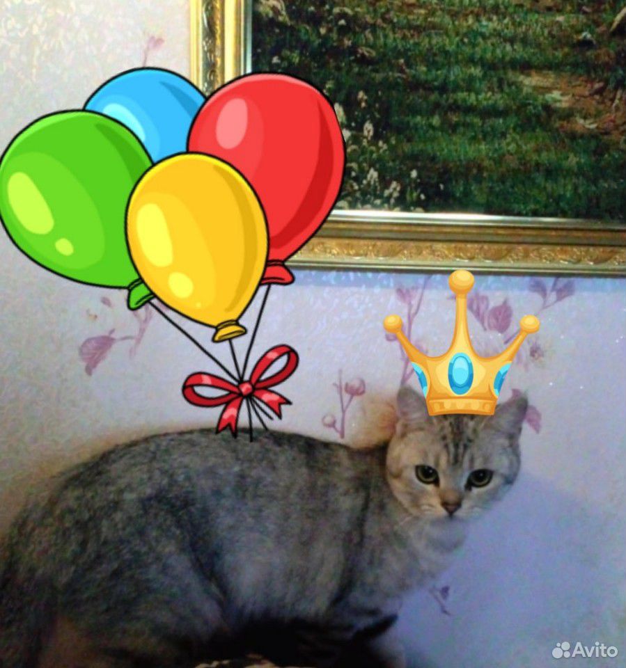 Кошка Мотильда купить на Зозу.ру - фотография № 1