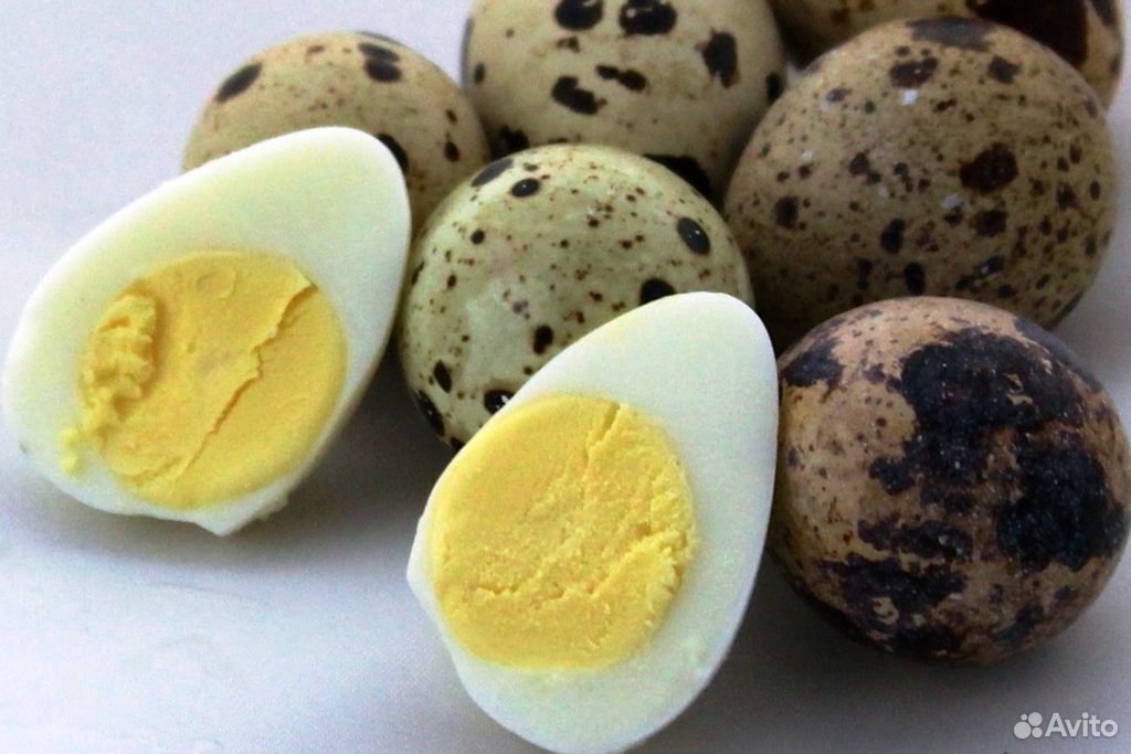 Продаю перепелиное яйцо купить на Зозу.ру - фотография № 2