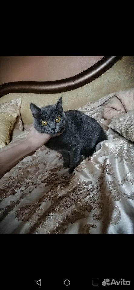 Котенок британский