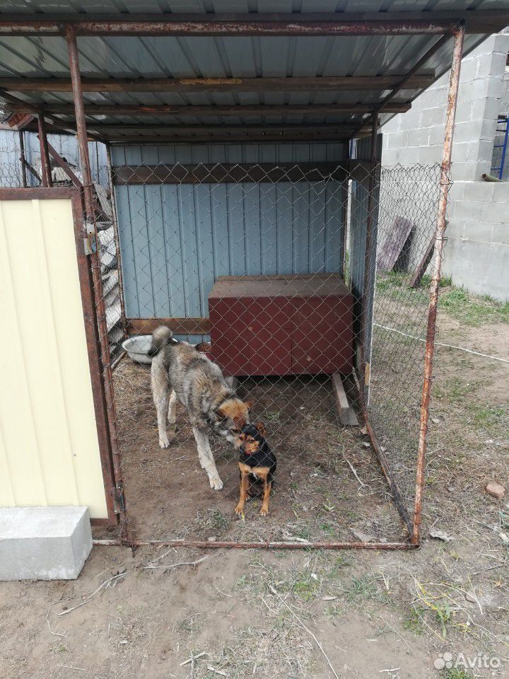 Вольер для собаки купить на Зозу.ру - фотография № 1