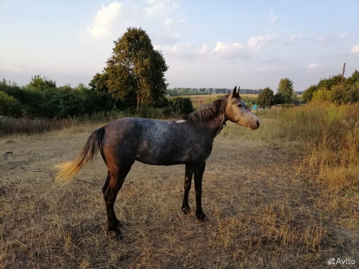 Лошадь кобыла купить на Зозу.ру - фотография № 1