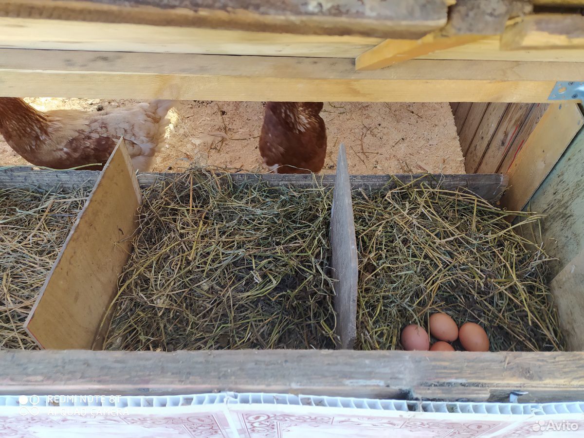 Домашние куриные яйца доставка бесплатно купить на Зозу.ру - фотография № 4