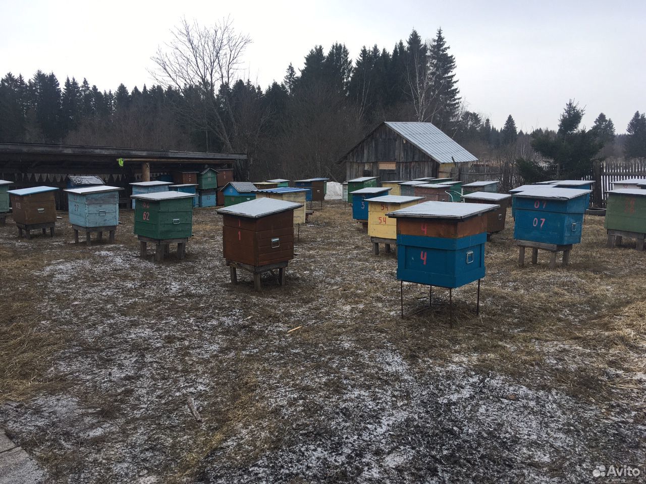 Пчёлы купить на Зозу.ру - фотография № 3