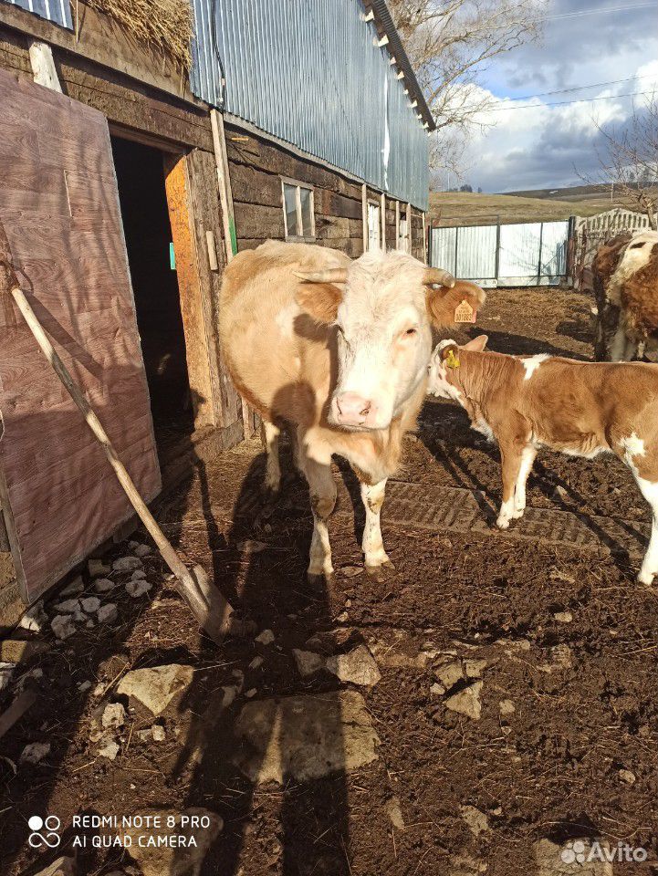 Корова молочный купить на Зозу.ру - фотография № 1