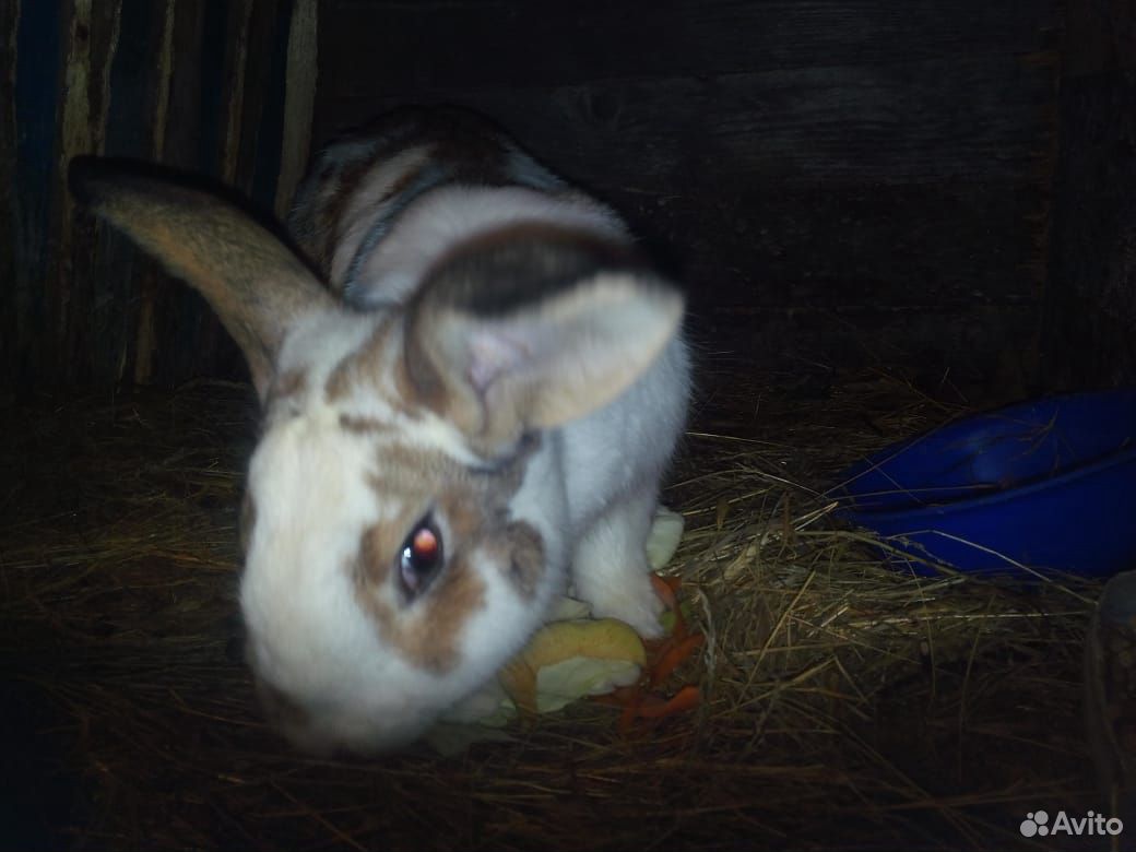 Кролик самец купить на Зозу.ру - фотография № 4