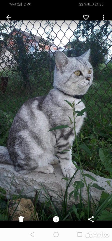 Вязка кота купить на Зозу.ру - фотография № 1