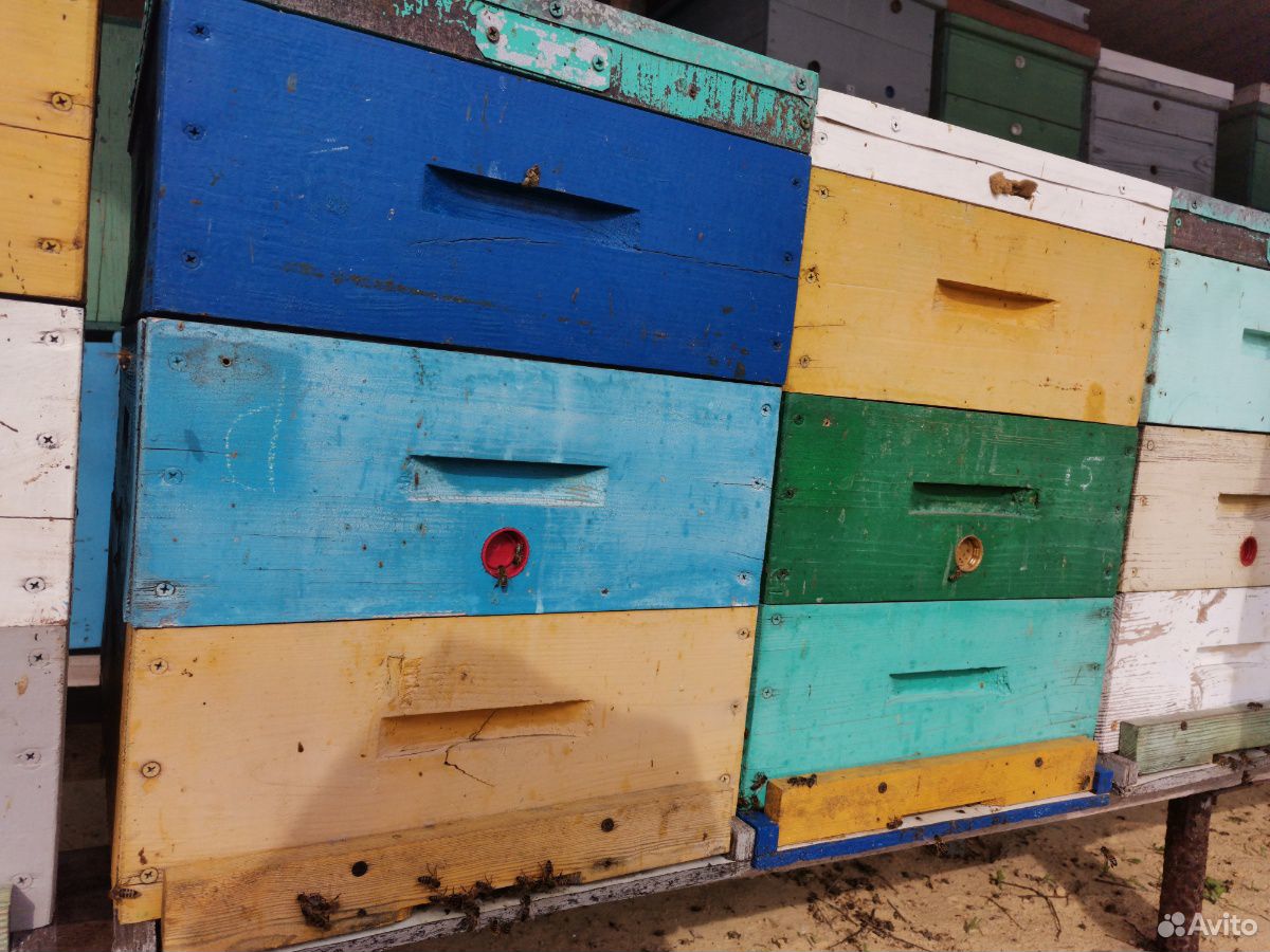 Пчелосемьи, пчелопакеты, маточники, матки купить на Зозу.ру - фотография № 1