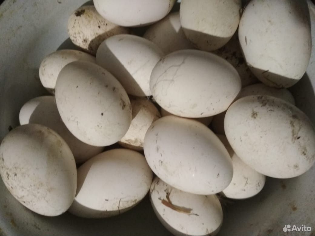Гусиные яйца для инкубации купить