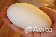 Яйца на инкубацию гуси купить на Зозу.ру - фотография № 1
