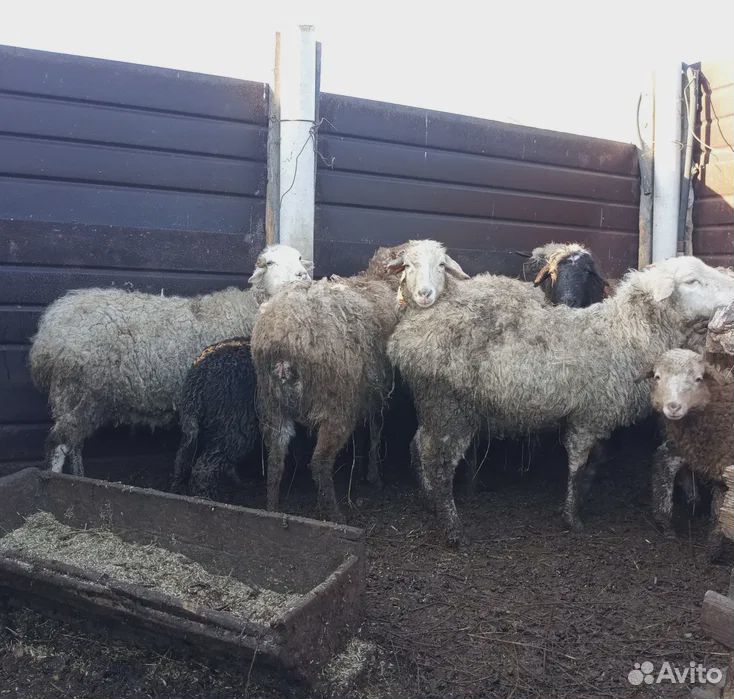 Продам здоровых овец купить на Зозу.ру - фотография № 2