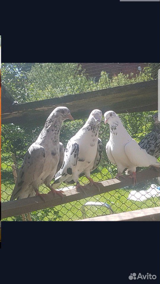 Бойные голуби купить на Зозу.ру - фотография № 10
