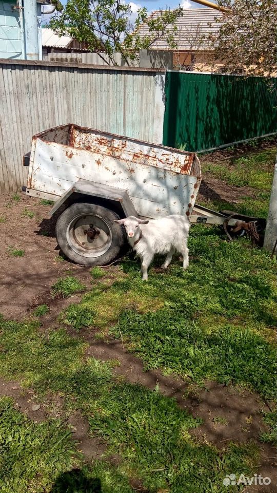Продам козлят(1,5 и 2,5 месяца) купить на Зозу.ру - фотография № 1