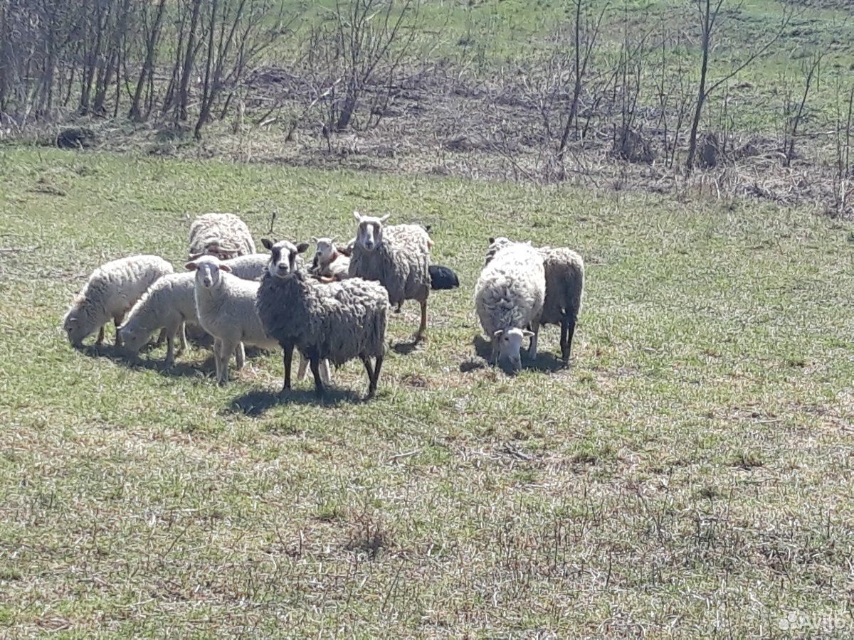Овцы ярки купить на Зозу.ру - фотография № 3