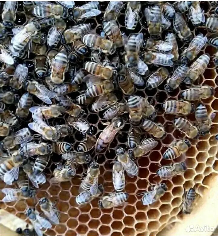 Пчёлы и другие животные купить на Зозу.ру - фотография № 1