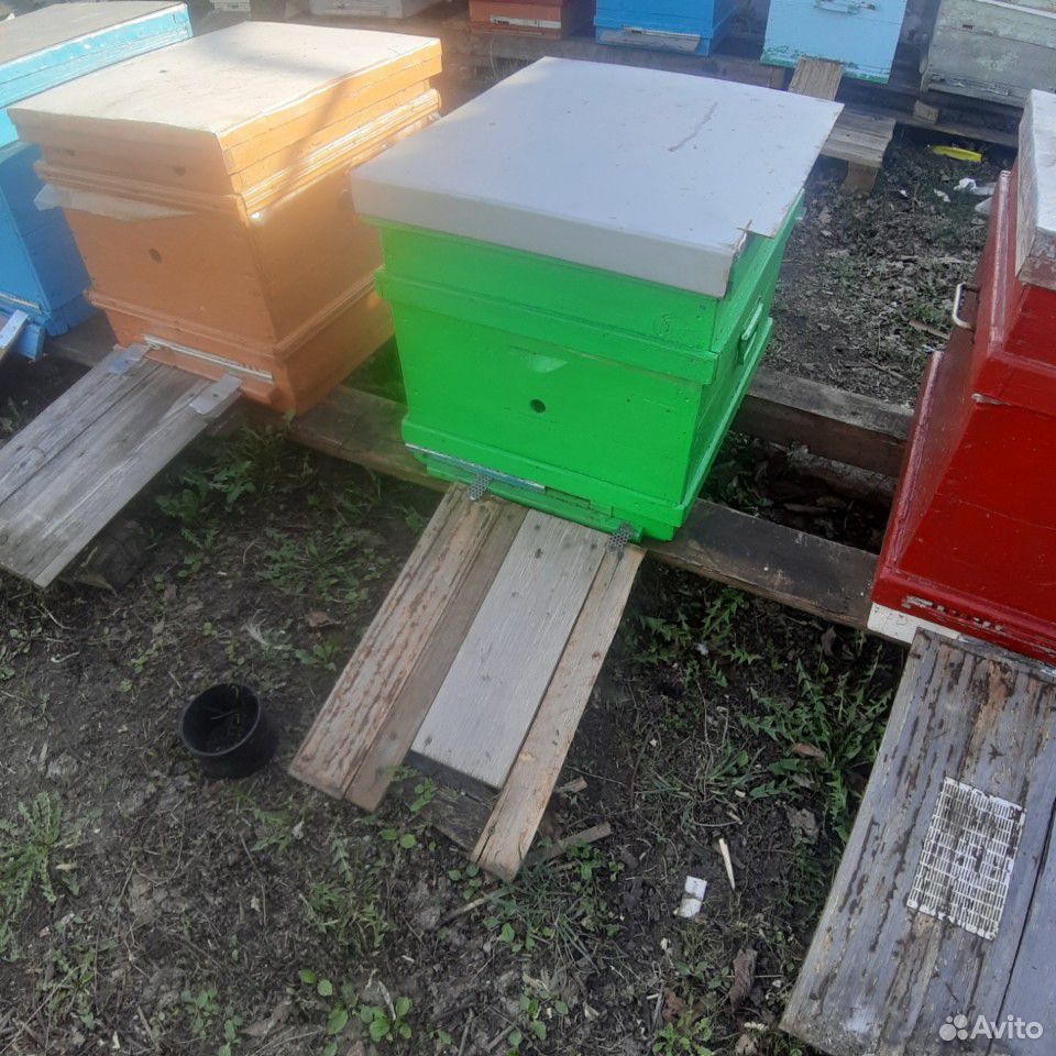 Пчёлы купить на Зозу.ру - фотография № 8