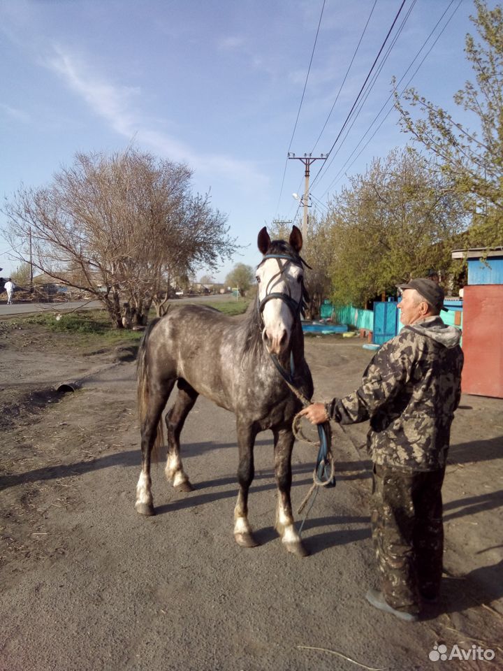 Продаю коней купить на Зозу.ру - фотография № 1