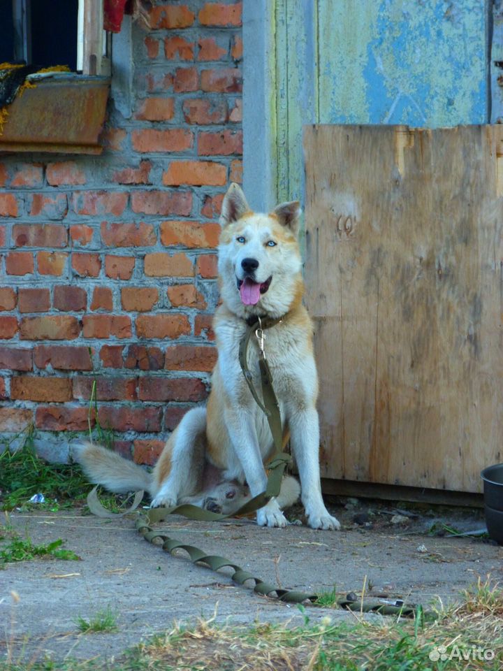 Собака метис хаски купить на Зозу.ру - фотография № 2