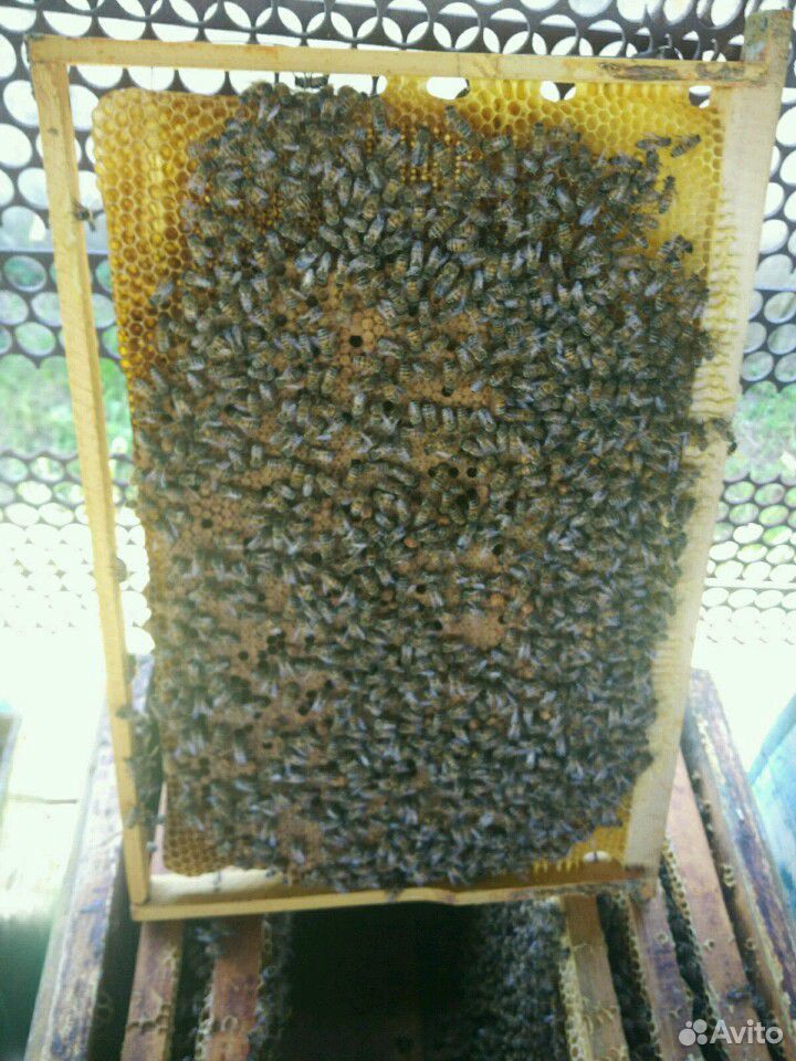 Пчелопакеты со своей пасеки купить на Зозу.ру - фотография № 2