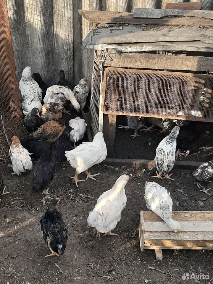 Цыплята мясо-яичных пород подрощенные купить на Зозу.ру - фотография № 3