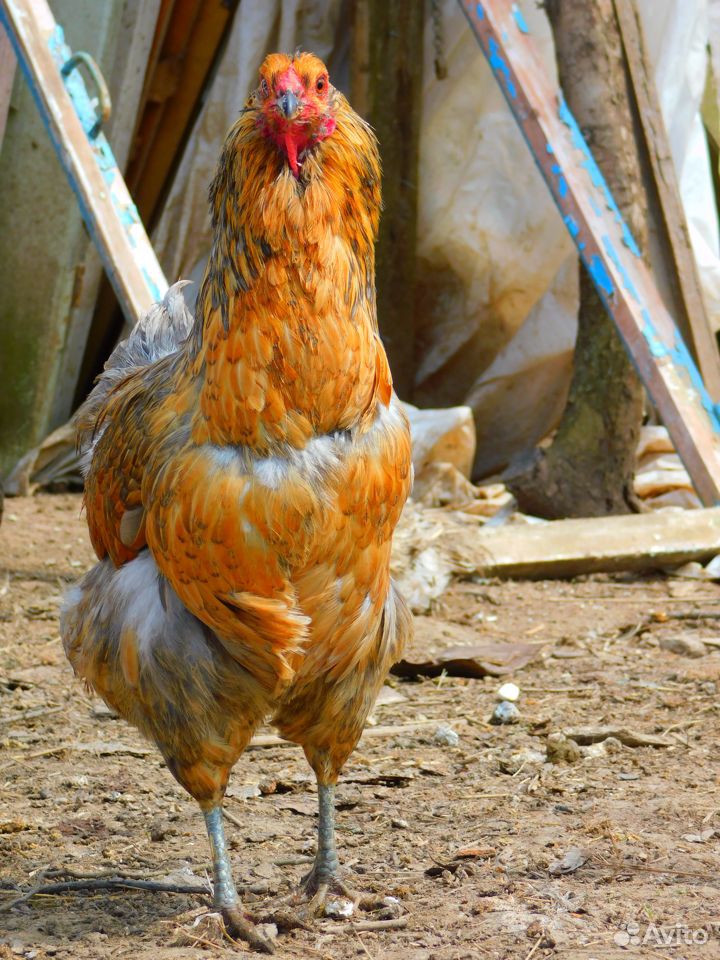 Цыплята от 14 суток от своих породных кур купить на Зозу.ру - фотография № 5