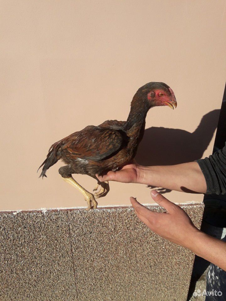 Продается птица бойцовой породы Чу-Шамо купить на Зозу.ру - фотография № 6