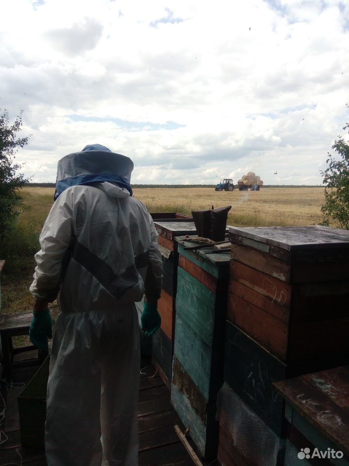 Продам мед купить на Зозу.ру - фотография № 9