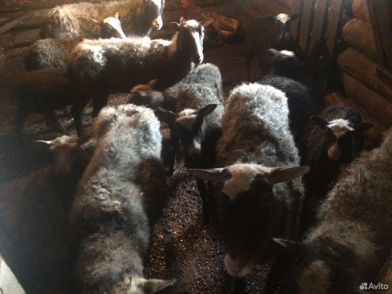 Овцы, ягнята, баран купить на Зозу.ру - фотография № 4