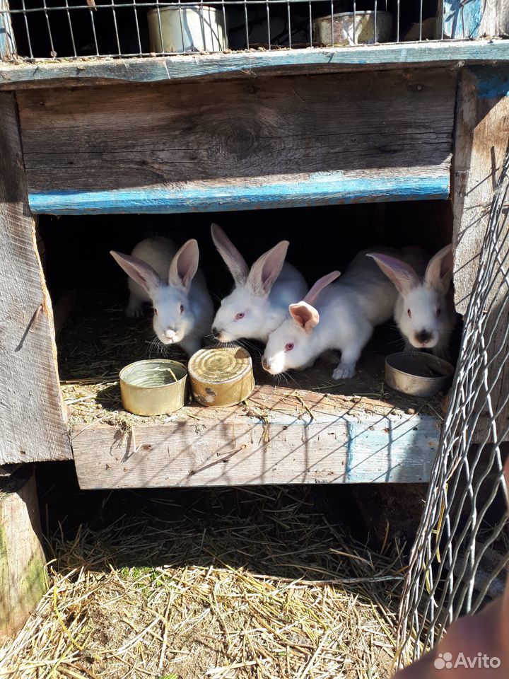 Продам кроликов 2-3 месяца, есть по месяцу еще купить на Зозу.ру - фотография № 1