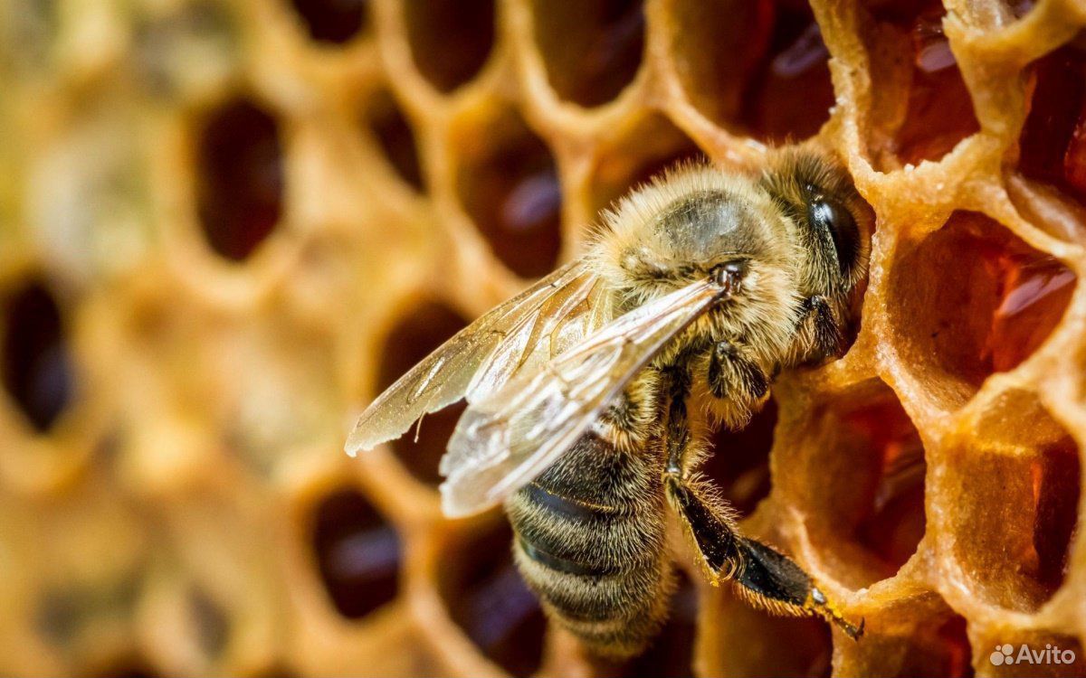 Продаются пчёлы семьи купить на Зозу.ру - фотография № 1