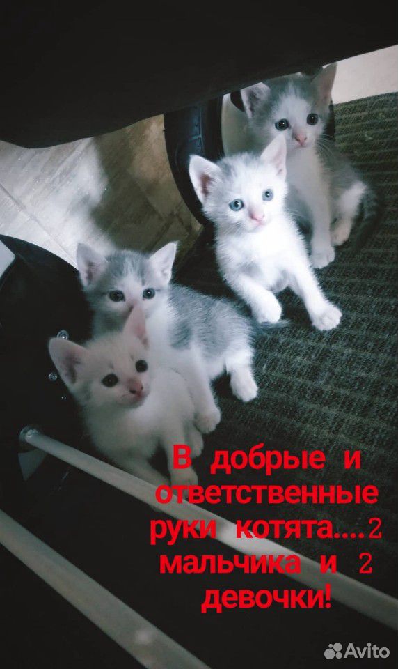 Котятки ищут мам и пап) купить на Зозу.ру - фотография № 1