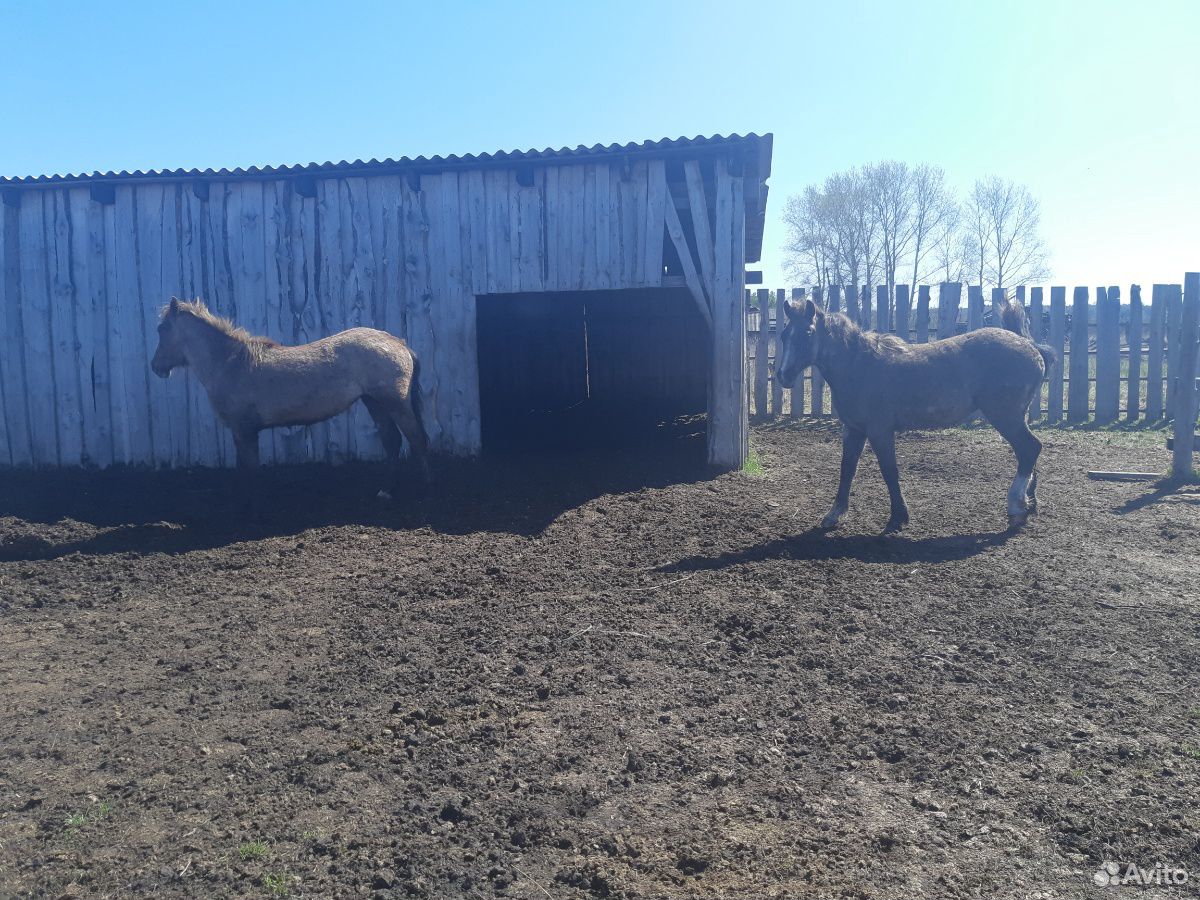 Лошади купить на Зозу.ру - фотография № 5