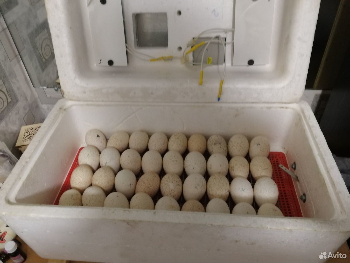 Инкубатор на 36 яиц купить на Зозу.ру - фотография № 1