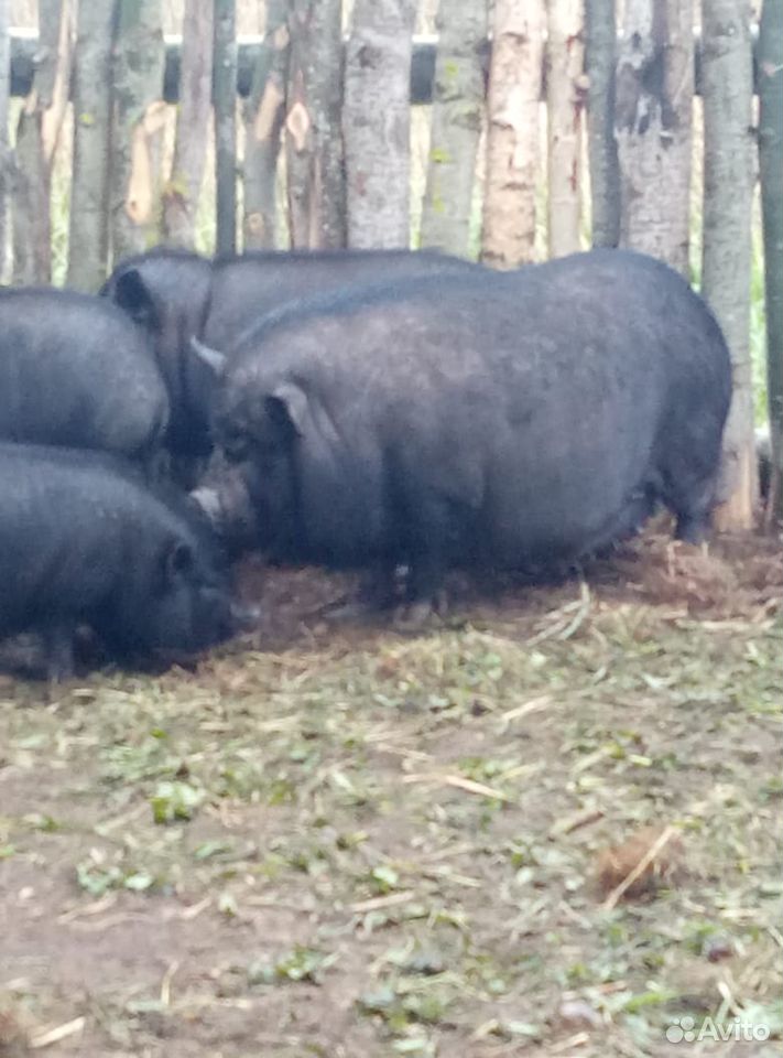 Продам вьетнамская свинья и поросят купить на Зозу.ру - фотография № 3