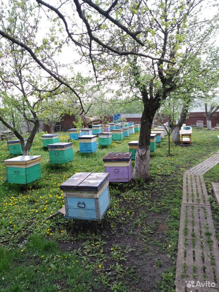 Улики со Пчёлами купить на Зозу.ру - фотография № 2