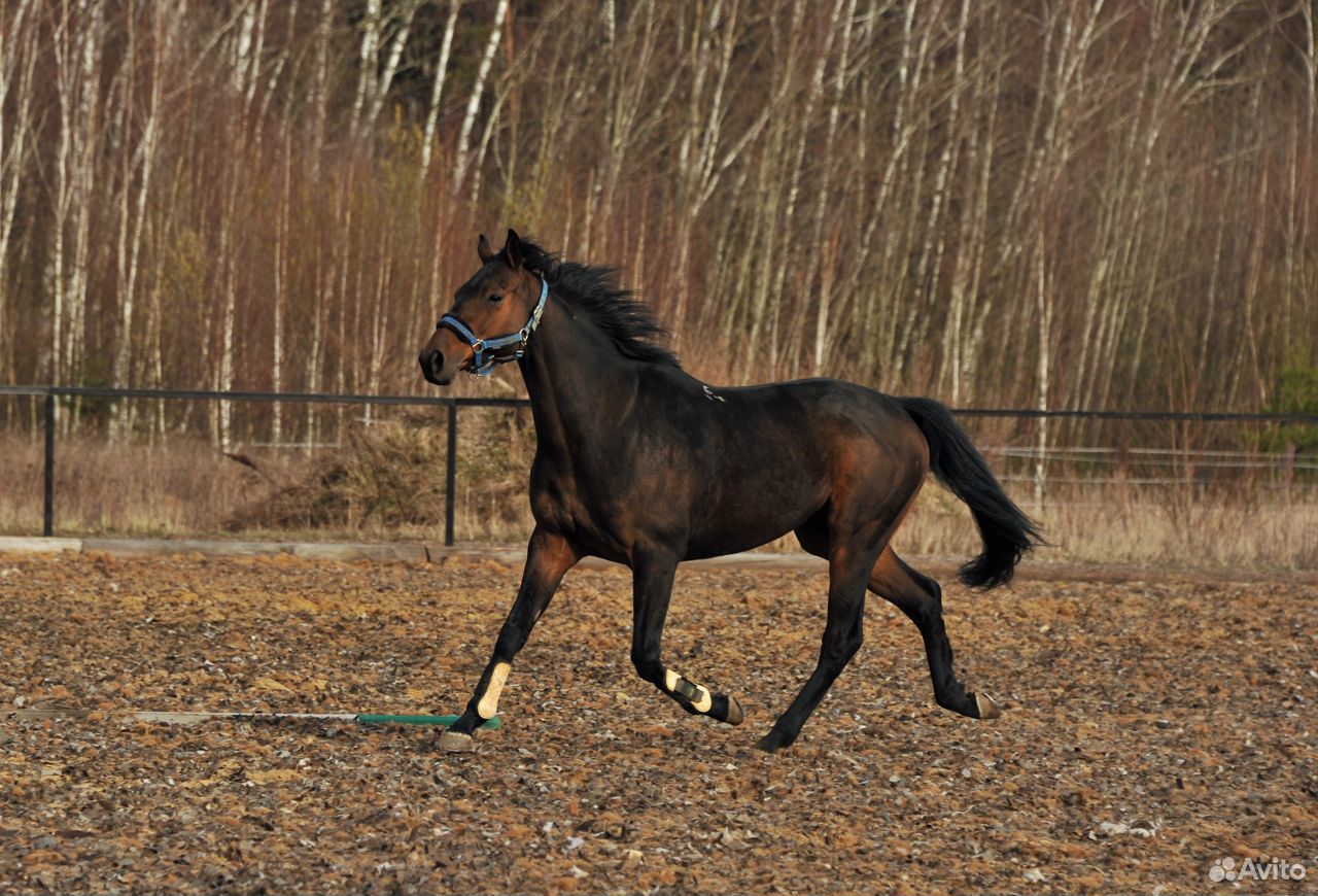 Спортивная лошадь под детей: обмен на пони-класс купить на Зозу.ру - фотография № 6