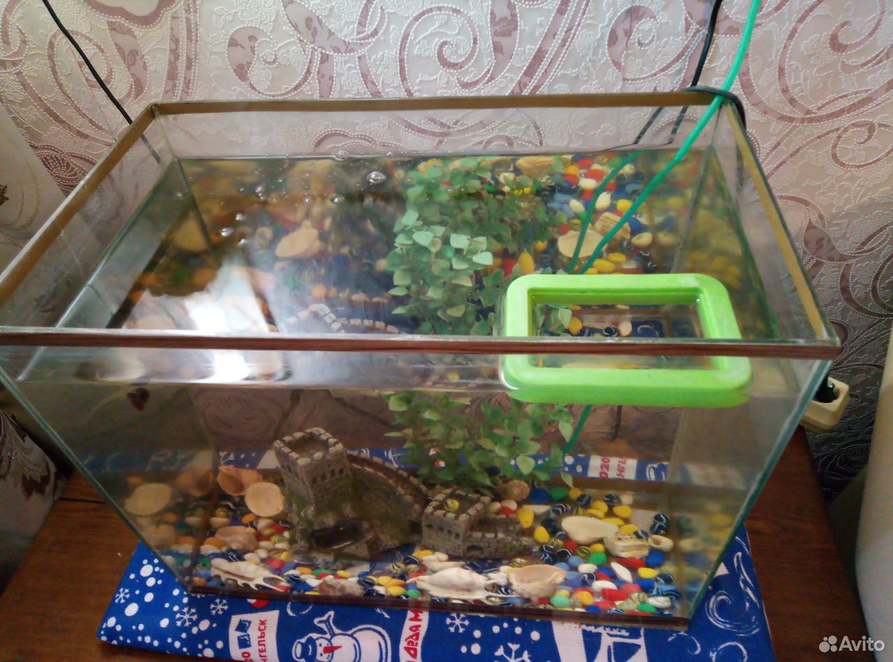 Аквариум с рыбками купить на Зозу.ру - фотография № 2