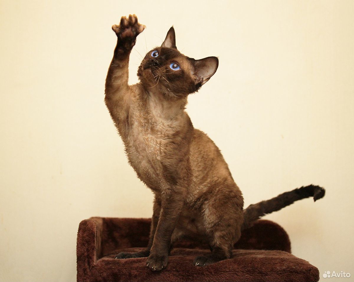 Девон Рекс котята от Чемпиона купить на Зозу.ру - фотография № 1