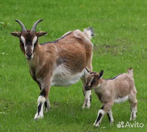 Продам козу с двумя козлятами купить на Зозу.ру - фотография № 1