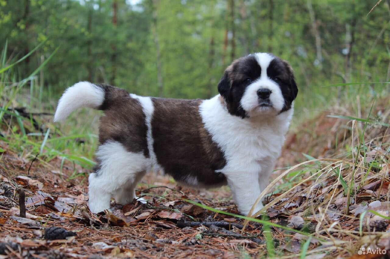 Московская Сторожевая Купить Щенка В Твери Цена