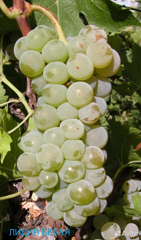 Саженцы винограда купить на Зозу.ру - фотография № 8