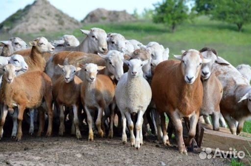 Катумские овцы (ягнята) купить на Зозу.ру - фотография № 1