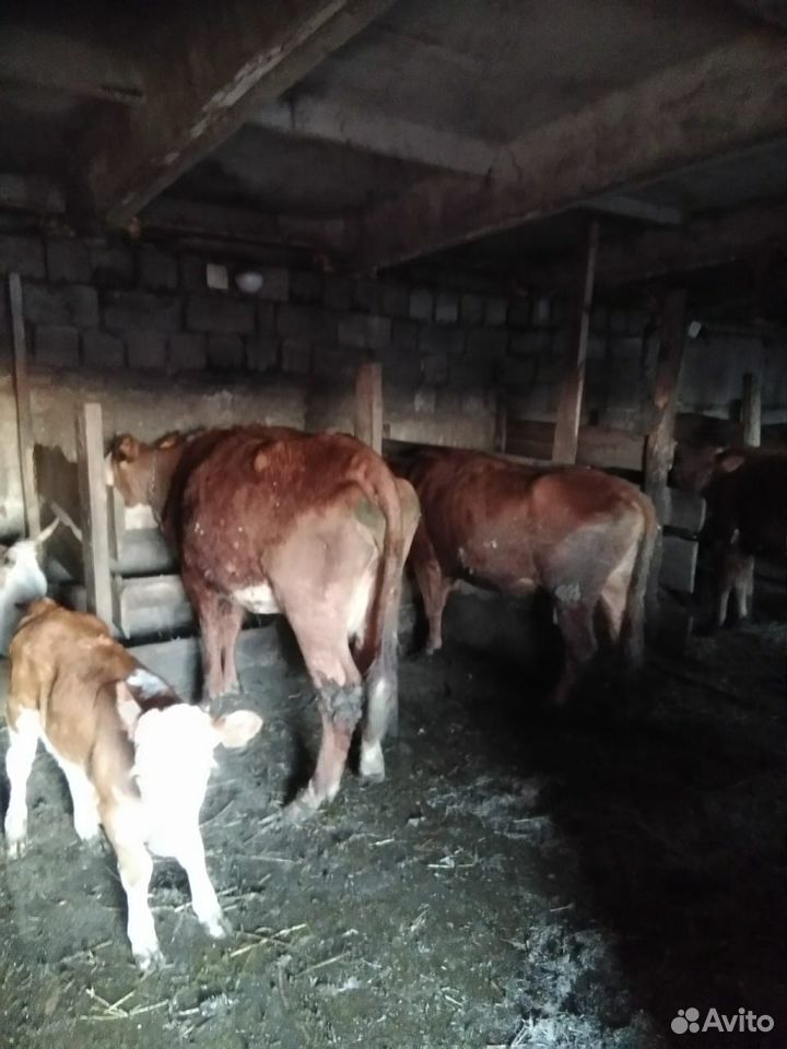 Продаю коров с телятами купить на Зозу.ру - фотография № 2