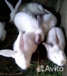 1 месячные кролики купить на Зозу.ру - фотография № 3