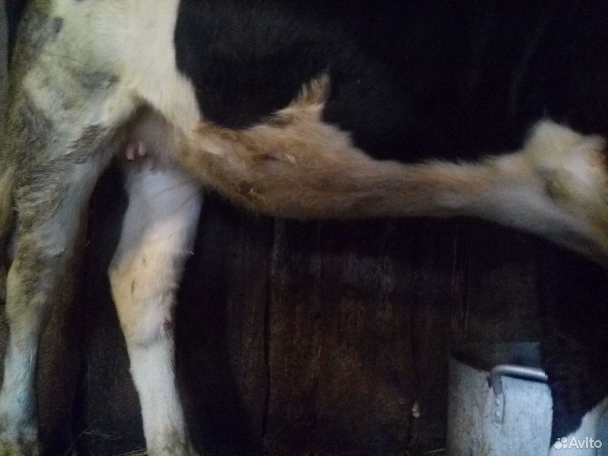 Телка от молочной коровы купить на Зозу.ру - фотография № 3