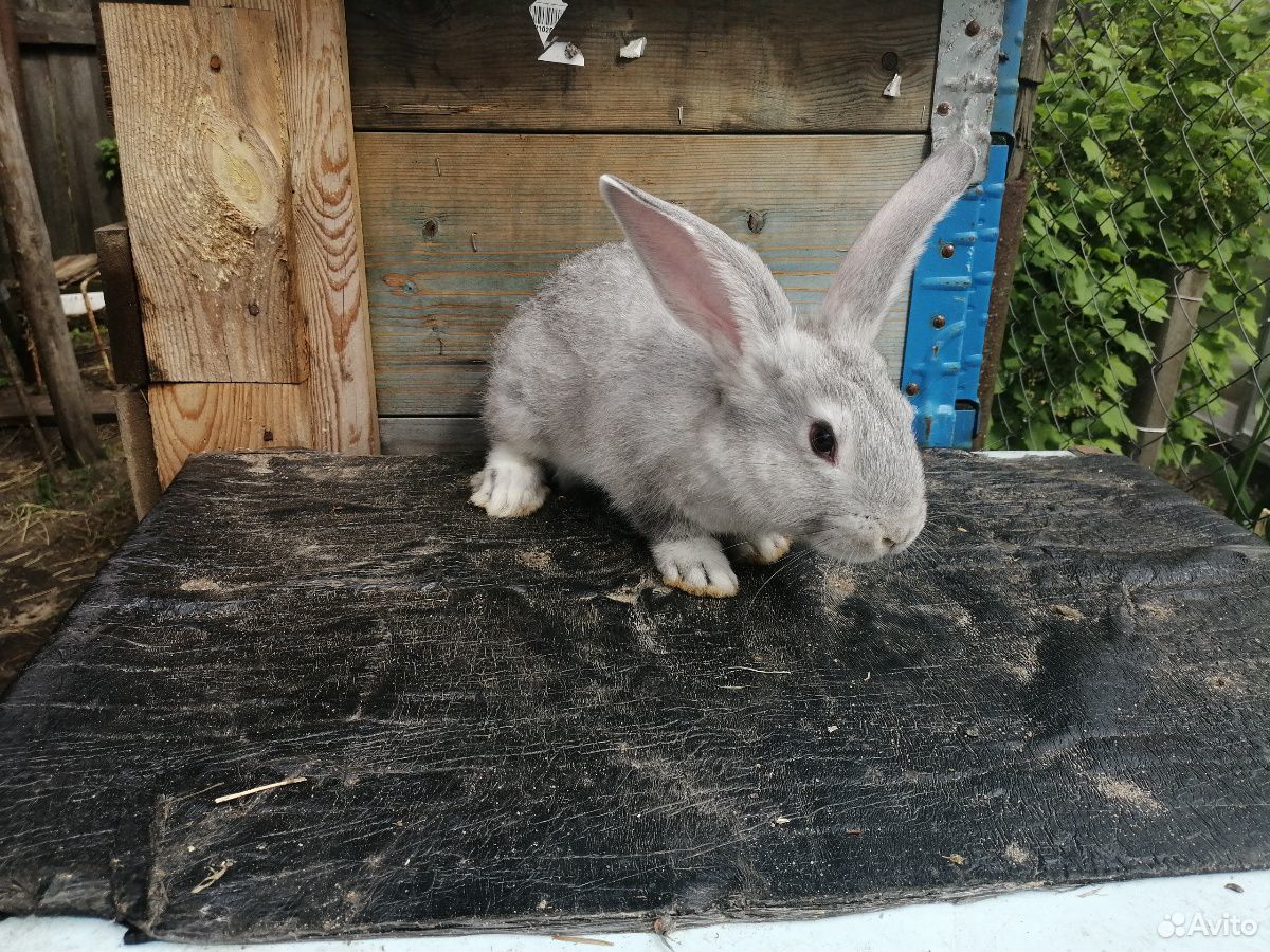 Кролик серый великан купить на Зозу.ру - фотография № 1
