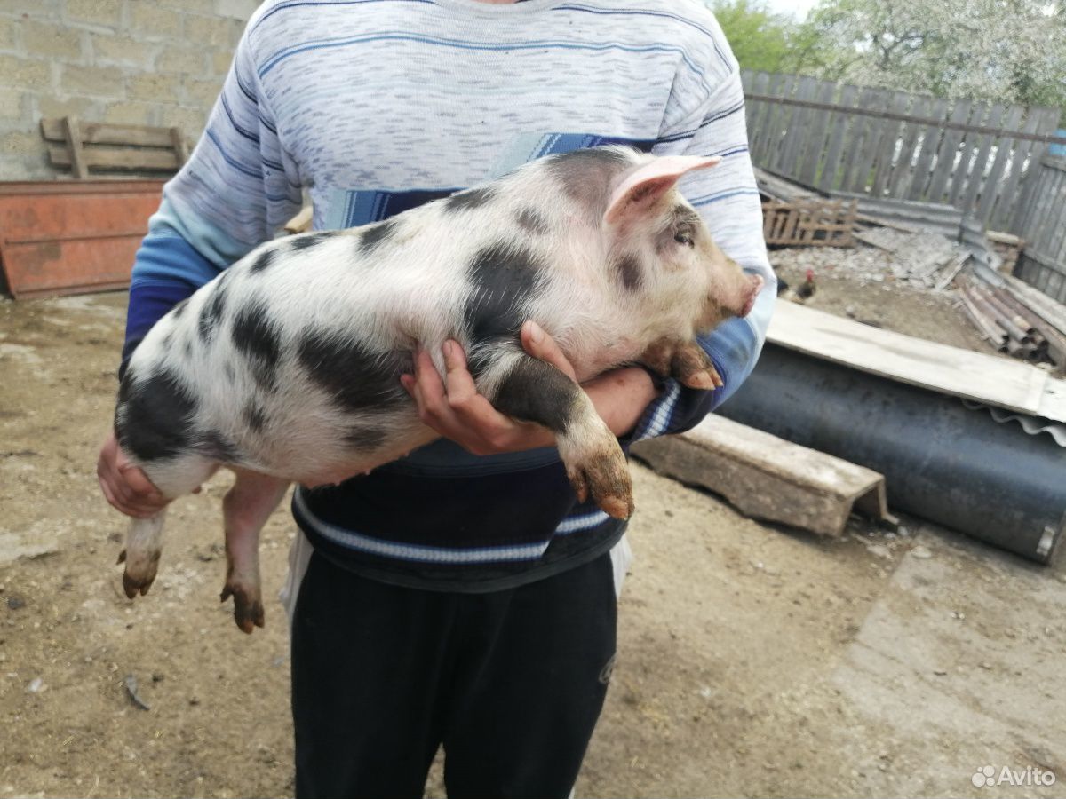 Свинки купить на Зозу.ру - фотография № 1