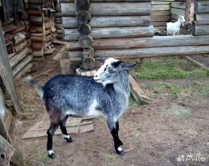Продается дойная коза купить на Зозу.ру - фотография № 2